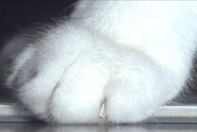 LX Hausys_X-comport_Present for cats (ep.02)