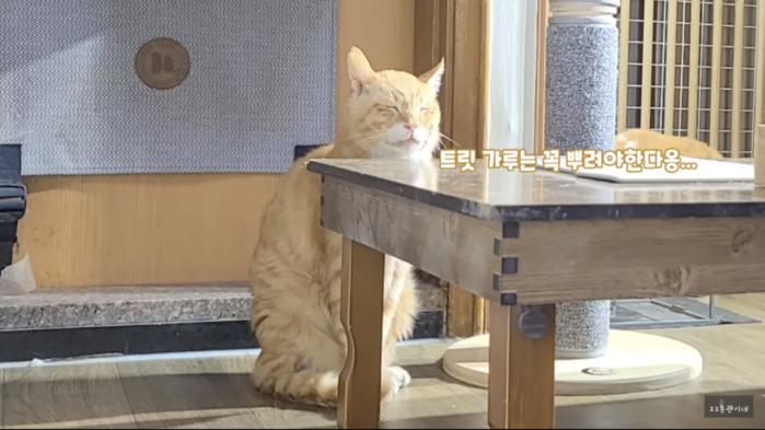 LX Hausys_X-comport_Present for cats (behind-the-scenes)