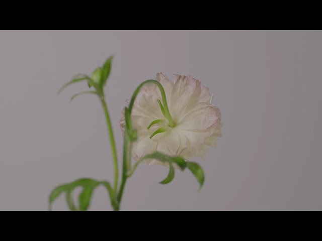 Dermamax - Instagram video